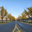 통일전 | [경주 가볼만한 곳] 가을 풍경을 고스란히 담은 경주 통일전&amp; 은행나무길 방문후기