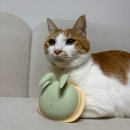 고양이 빗질 전쟁 끝! 알로밍 브러쉬 솔직 사용 후기