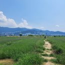 부산강서세무서 공중화장실 | 부산 팜파스 명소는 대저생태공원 팜파스 실시간 방문 후기