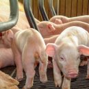 순창농장 이미지