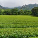 녹향월촌마을 이미지