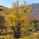 제111차 정기산행 100대명산 영동 천태산..노란 은행잎에 담긴 늦가을의 정취~~ 이미지