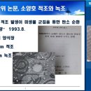 [한국과총 Webzine] 여름철 하천·호수 녹조의 환경과 인체에 미치는 영향은? 이미지