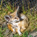 제주다반사 이미지