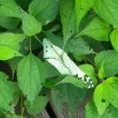 제비2리 이미지