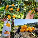 백일홍어린이공원 | 제주도 귤따기 체험 제주 서귀포 감귤 체험 휴애리 자연생활공원 11월 가볼만한곳