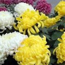 청두훠궈 이미지