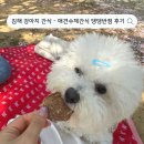 댕댕반점 | [ 김해 강아지 간식 ] 김해 애견수제간식 댕댕반점 후기