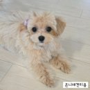 수안로 | 부산 동래 애견미용실에서 알려주는 강아지 배냇미용 가이드