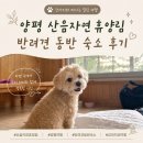 양평 산음자연휴양림 반려견 동반 숙소｜강아지 운동장 후기