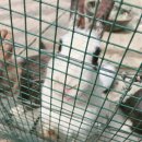 무지개 사슴농장 이미지