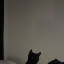 고양이분양 반하나캣 이미지