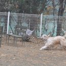 아이페티앙 이미지