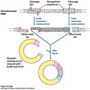 플라스미드(PLASMID)