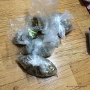 청개구리마미