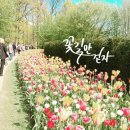 꽃길 이미지