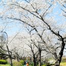 김제벚꽃나들이 이미지