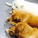 도그밥상 이미지