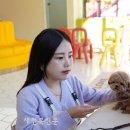 인천고양이분양 테디럽 이미지