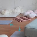 휘나리 | [ 강아지 관절보호매트 ] 파미야 셀프 시공 타일 카페트 / 슬개골 탈구 예방 필수템 / 내돈내산 후기