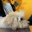 땡자네밥집 | 진해 자은동맛집, 땡큐자은동! 애견동반 가능한 아기자기 맛좋은 양식집