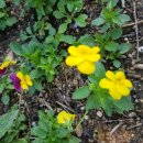 강화자연농원펜션 이미지