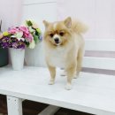 소답동237 이미지