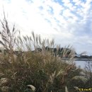 신동습지 이미지