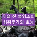 진 한방 흑염소 이미지