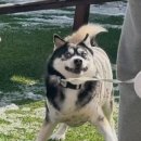 멍냥스테이 애견호텔유치원 이미지