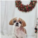 메리몰펫샵 이미지