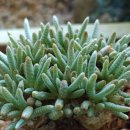 꿈바라기 이미지