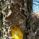 야생황벽뿌리(황금목) 이미지