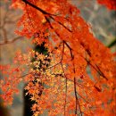 2018-11-09 / 단풍이 물들은 오리길 갑사(甲寺) .. 이미지