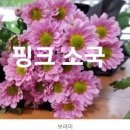 소국 이미지