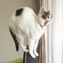몰리홀릭 이미지