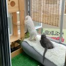 동촌캣 네이버블로그