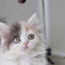 맘스캣(MOMSCAT) 이미지