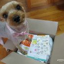 [PETBOX] 7번째 펫박스 힐링박스가 도착했어요 :) / 애견박스 / 애견서브스크립션 커머스 추천