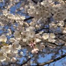 화정천1 | 2026년 서울 근교 만개 직전 숨은 벚꽃나들이 명소 안산 실시간 벚꽃 개화 현황