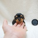 망고베리 이미지