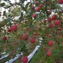 명은농장 이미지