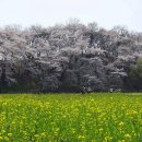 고향의봄 이미지