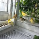 카나리아 이미지