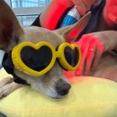 윤은채 재활 한방 동물병원 | 부산 강아지 한방병원 센텀 윤은채재활한방동물병원