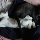 오래오 이미지