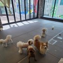 B&B(바비브라운 비숑프리제) | 울산 남구 펫 랜드의 특별한 공간🐾 ‘바비브라운 비숑프리제’ 울산애견유치원 &amp; 호텔 후기✨