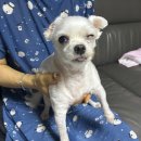 24시퍼스트동물의료센터 이미지