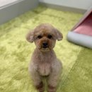 개편한 애견미용 이미지