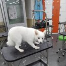 2016.06.01 수:KKF한국애견연맹충남애견미용학원온양아산점/애견미용사3급자격과정/농장견/농장강아지...